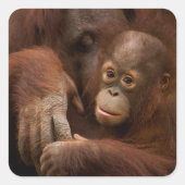 動物園のオランウータンの親子 スクエアシール (正面)
