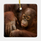動物園のオランウータンの親子 セラミックオーナメント (正面)