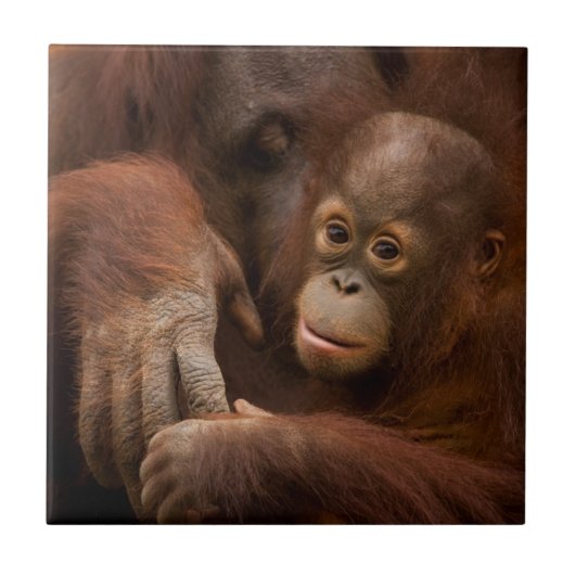 動物園のオランウータンの親子 タイル (正面)
