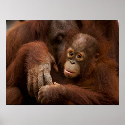動物園のオランウータンの親子 ポスター (正面)