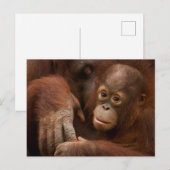 動物園のオランウータンの親子 ポストカード (正面/裏面)
