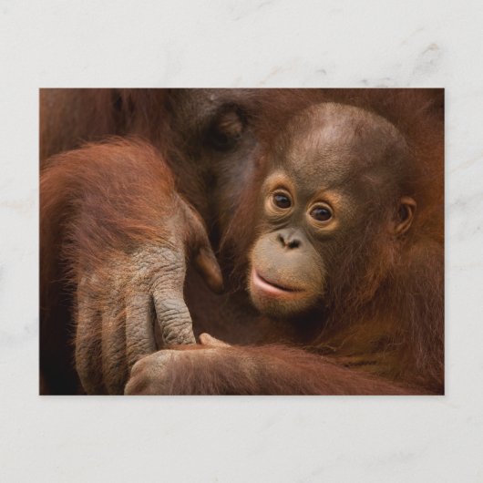 動物園のオランウータンの親子 ポストカード (正面)