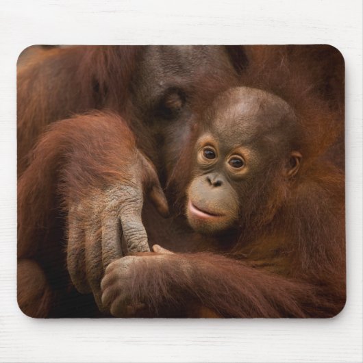動物園のオランウータンの親子 マウスパッド (正面)