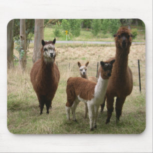 動物園のブラウンのかわいいアルパカ マウスパッド