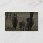 動物園のブラウンのかわいいアルパカ 名刺 (裏面)