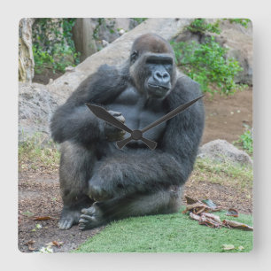 動物園の正方形の柱時計のゴリラ スクエア壁時計