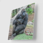 動物園の正方形の柱時計のゴリラ スクエア壁時計 (傾斜)