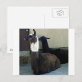 動物園の画像としてLlamas ポストカード (正面/裏面)