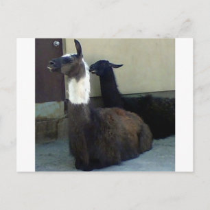 動物園の画像としてLlamas ポストカード