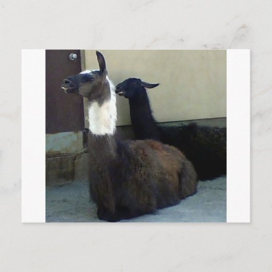 動物園の画像としてLlamas ポストカード (正面)