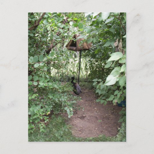 動物園の鳥小屋 ポストカード (正面)