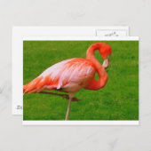 動物園動物 ポストカード (正面/裏面)