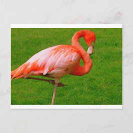 動物園動物 ポストカード