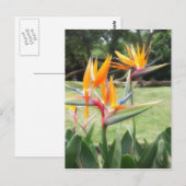 動物園2での楽園の鳥 ポストカード (正面/裏面)