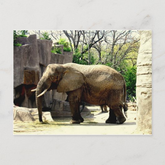 動物園 ポストカード (正面)