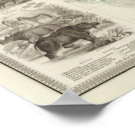 動物地理学 ポスター (角)