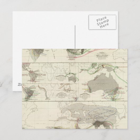 動物地理学 ポストカード (正面/裏面)