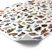 動物教育 ポスター (角)