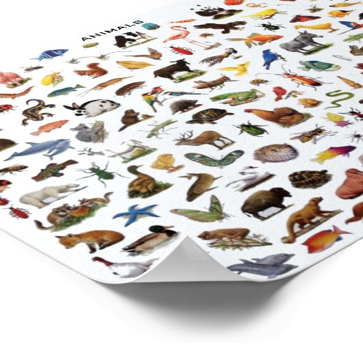 動物教育 ポスター (角)