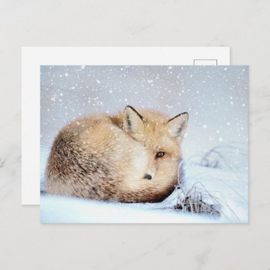 *～*動物用赤キツネAP18野生動芸術的物の雪 ポストカード (正面/裏面)