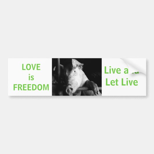 動物福祉ピギービーガン車バンパーステッカー バンパーステッカー (正面)