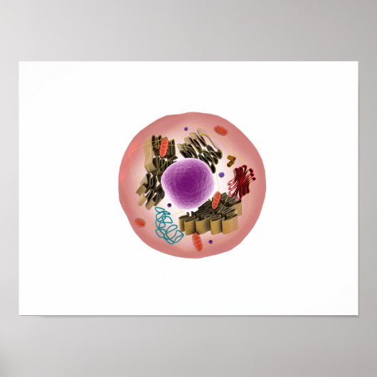 動物細胞の顕微鏡的見解1 ポスター (正面)