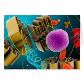 動物細胞核の顕微鏡観察