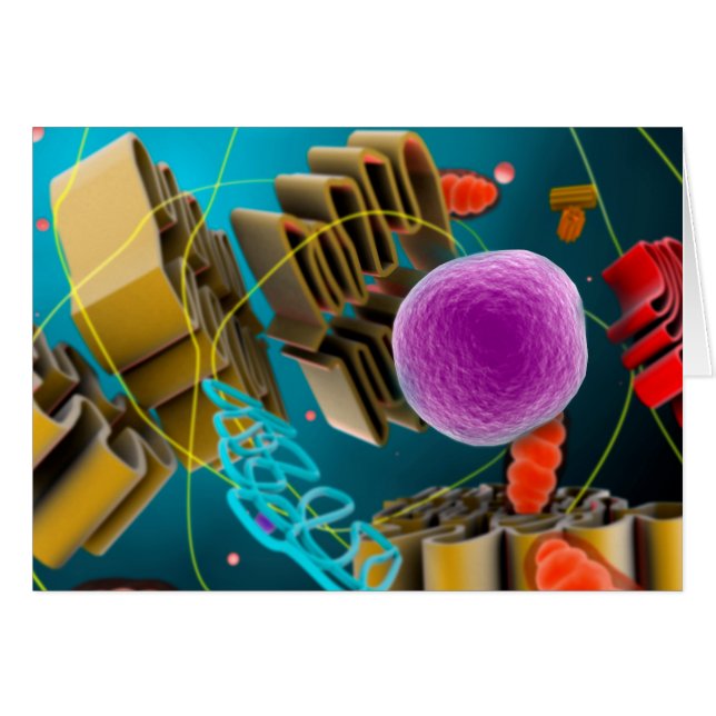 動物細胞核の顕微鏡観察 (正面横)