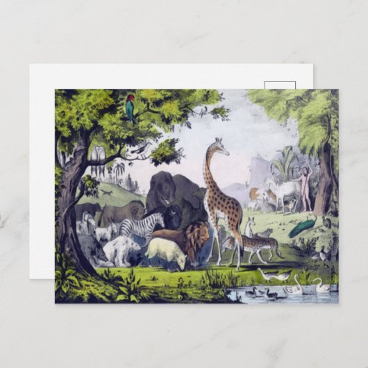 動物群 ポストカード (正面/裏面)