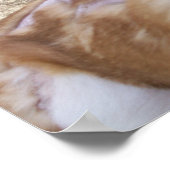 動物虐待ポスター ポスター (角)