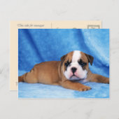 動物,かわいい子犬 ポストカード (正面/裏面)