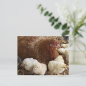 動物,ひよこ,ニワトリ,農場,かわいい,鳥,ベビー, ポストカード (スタンド正面)