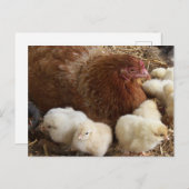 動物,ひよこ,ニワトリ,農場,かわいい,鳥,ベビー, ポストカード (正面/裏面)