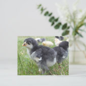 動物, ヒヨコ, ニワトリ, 農場, かわいい, 鳥, 赤ちゃん ポストカード (スタンド正面)