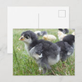 動物, ヒヨコ, ニワトリ, 農場, かわいい, 鳥, 赤ちゃん ポストカード (正面/裏面)