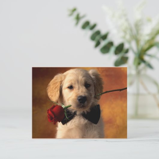 動物 ポストカード (スタンド正面)