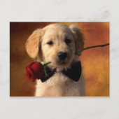 動物 ポストカード (正面)