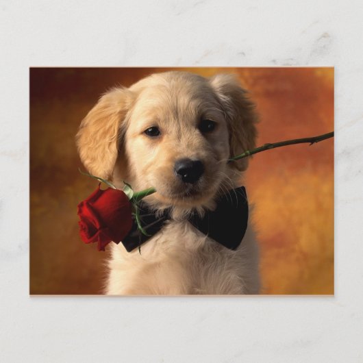 動物 ポストカード (正面)