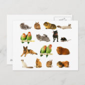 動物 ポストカード (正面/裏面)