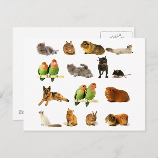 動物 ポストカード (正面/裏面)