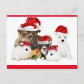 動物 ポストカード (正面)