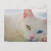 動物 ポストカード (正面)