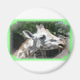 動物 マグネット