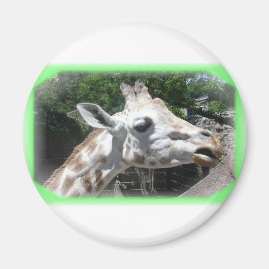 動物 マグネット (正面)