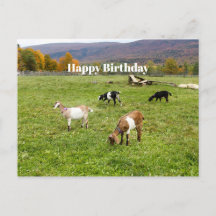 動物 ヴァーモント 牧場 フォト 誕生日