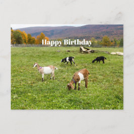 動物 ヴァーモント 牧場 フォト 誕生日 ポストカード