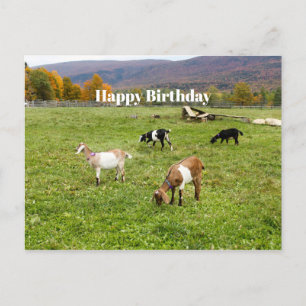 動物 ヴァーモント 牧場 フォト 誕生日 ポストカード