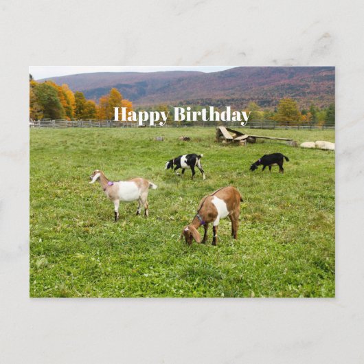 動物 ヴァーモント 牧場 フォト 誕生日 ポストカード (正面)