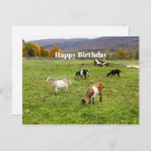 動物 ヴァーモント 牧場 写真 誕生日 ポストカード (正面/裏面)