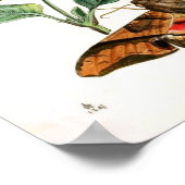 動物 – 昆虫 – 蝶 – 珍しい – 本 – 東洋 – エンティモール ポスター (角)